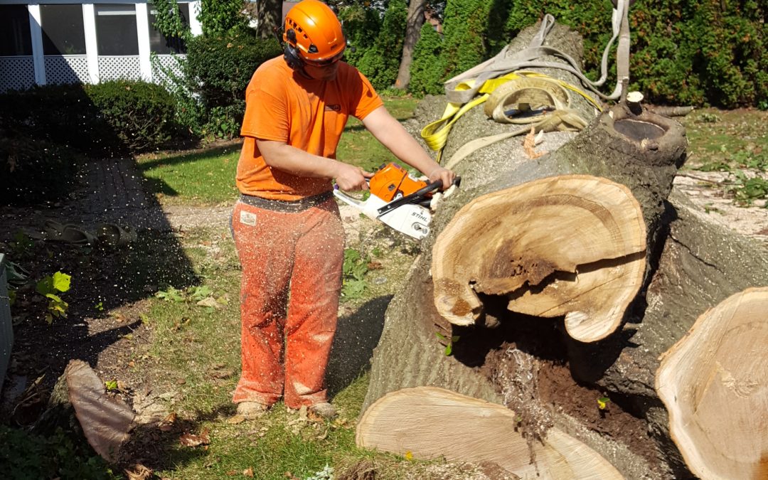 Trusted Tree Care Since 1990 Martin Tree Service