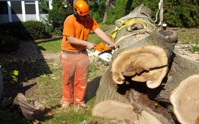 Cutting a large log