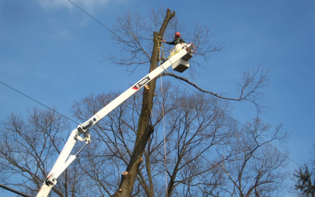 Trusted Tree Care Since 1990 Martin Tree Service