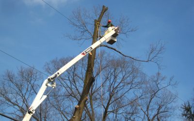 Removal with bucket truck