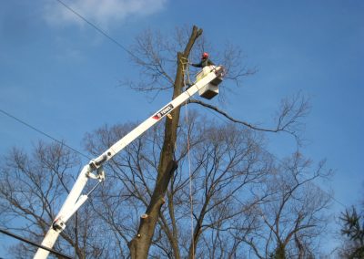 IMG_1103 Removal with bucket truck