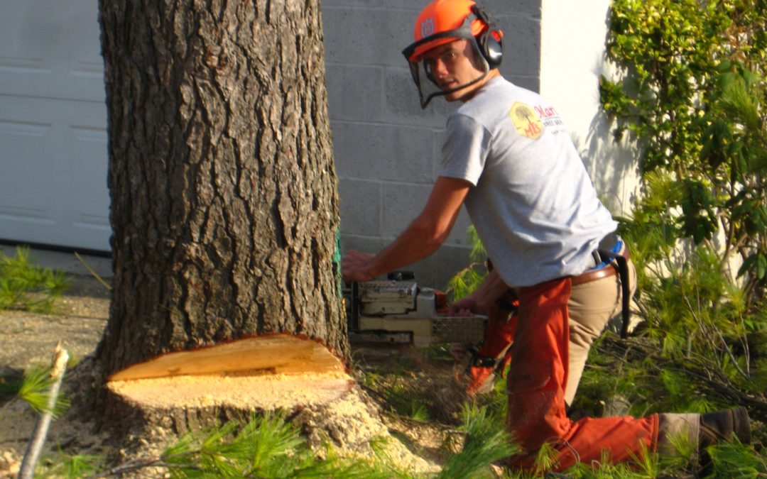 Trusted Tree Care Since 1990 Martin Tree Service