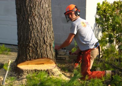 IMG_1146 Felling a pine tree