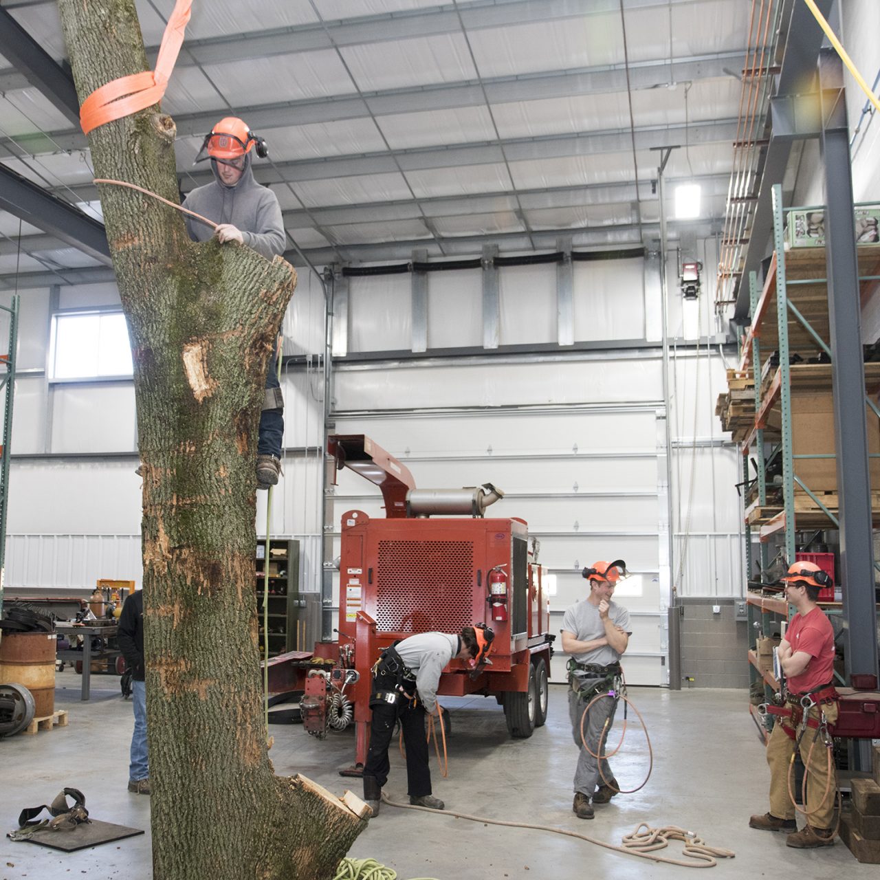 About Martin Tree Service