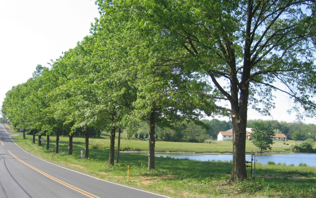 Trusted Tree Care Since 1990 Martin Tree Service