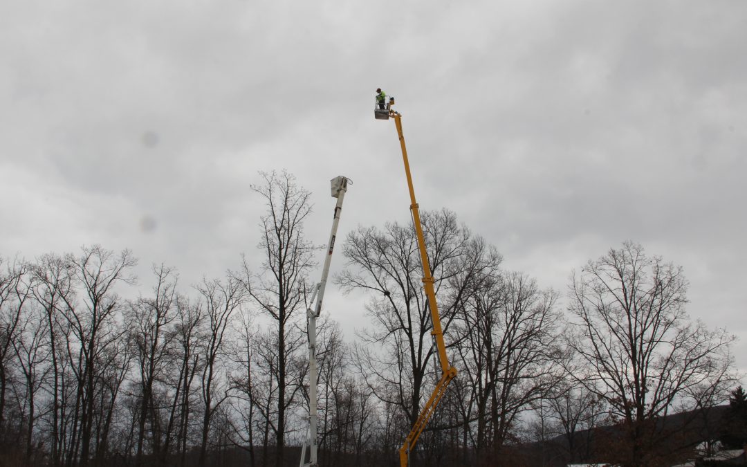 Trusted Tree Care Since 1990 Martin Tree Service