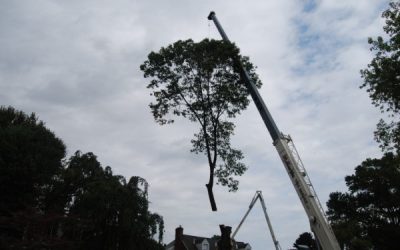 Crane lifting a tree top