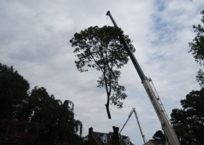 sony pics 022 Crane lifting a tree top