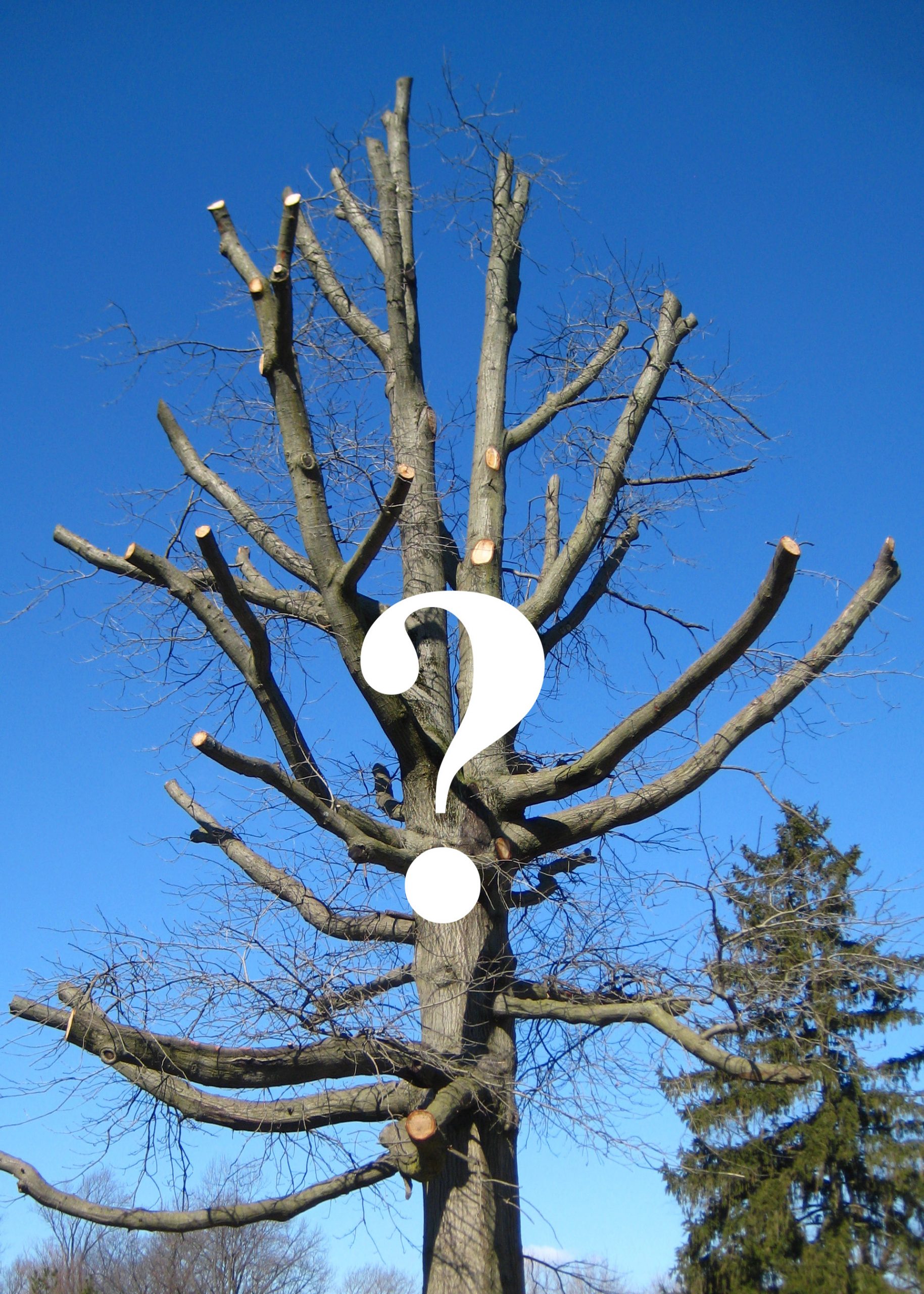 Is topping the best for a tree? Martin Tree Service