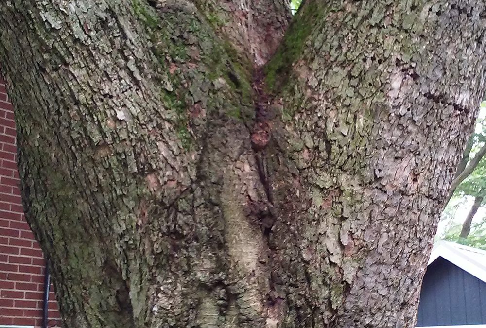 Included bark in a tree crotch