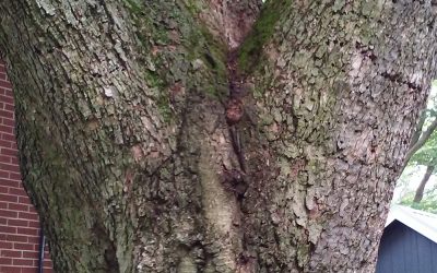 Included bark in a tree crotch
