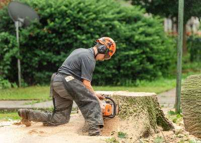 MTS-161 Hiring at Martin Tree Service