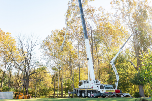 Crane removal by Martin Tree Service