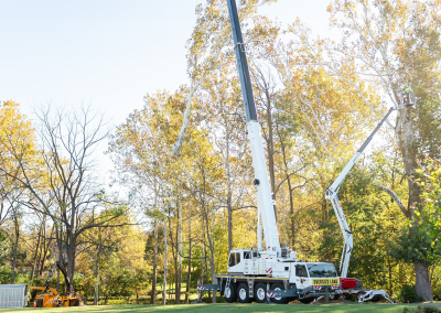 martintreeservice-51