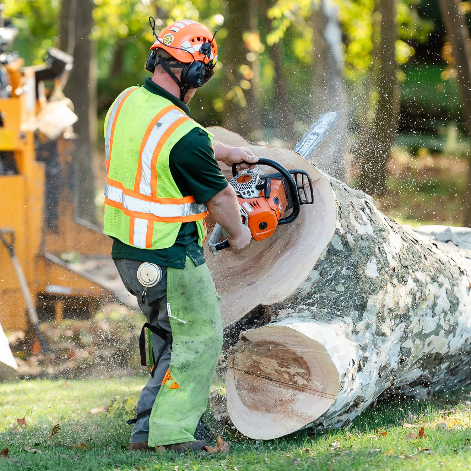 Large Tree Removal