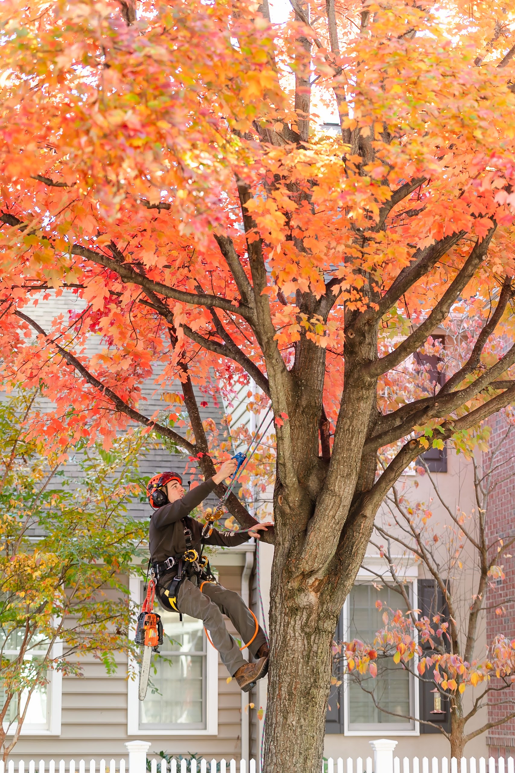 Climbing Trees