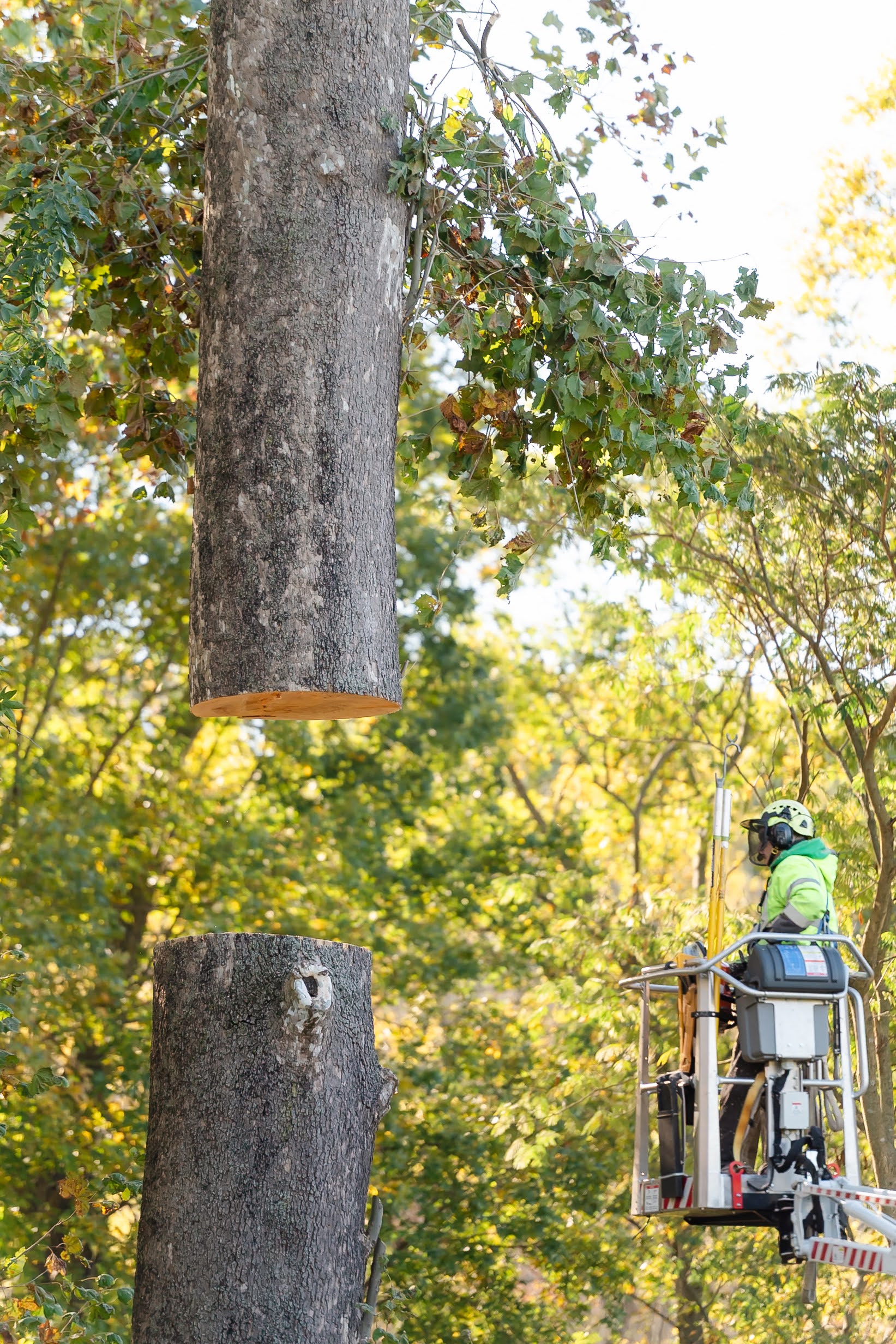 Tree removal in New Holland